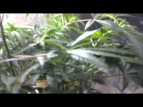 Week 10 Vegetation. CFL grow. Cannabis, radish's, tomatoes, cucumbers & cayenne peppers