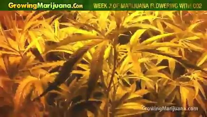 Growing Marijuana - Week 2 Of Marijuana Flowering With CO2