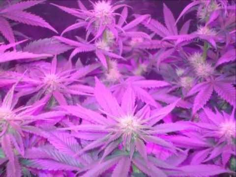 led grow lights week three updates