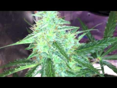 Autoflower Marijuana under LED grow lights (Northern Light Auto - Pro-Grow 260X LED)