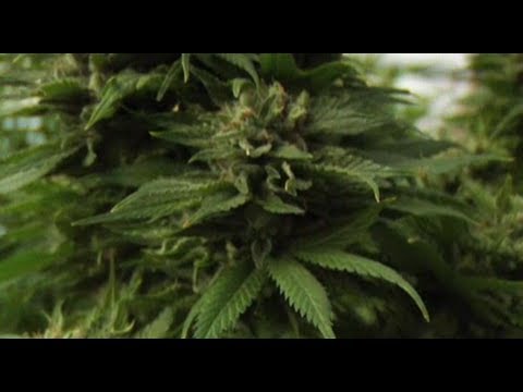 The Fight Over Medical Marijuana - Op-Docs