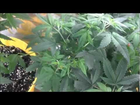 Week 12 Vegetation. CFL grow. Cannabis, radish's, tomatoes, cucumbers & cayenne peppers