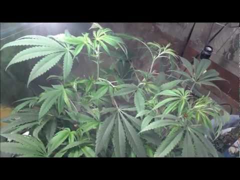 Week 11 Vegetation. CFL grow. Cannabis, radish's, tomatoes, cucumbers & cayenne peppers