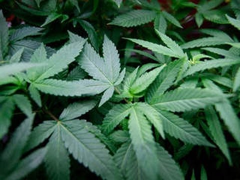 Pot Legal in 2 States, Drug Czars Panic