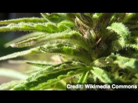 Washington Counties Stopping Enforcement of Marijuana Laws