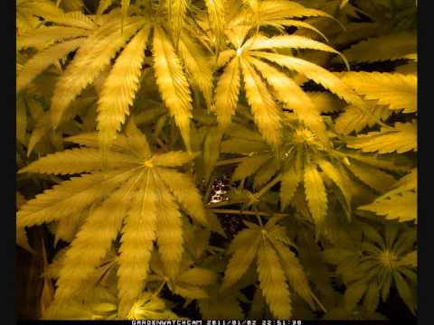 Justfeminized.com Double Big Bud cannabis plant Timelapse video marijuana strain seeds