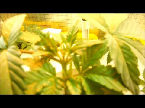 2.5 weeks grow, closet marijuana indoor