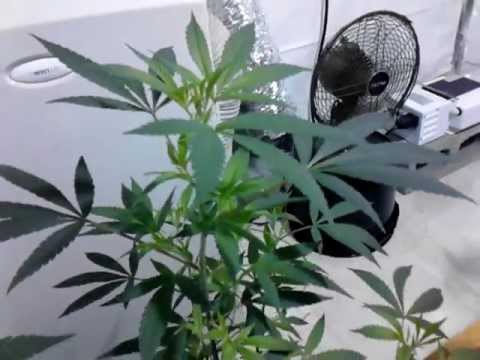 7ft TREES- Legal Grow Room in Washington State