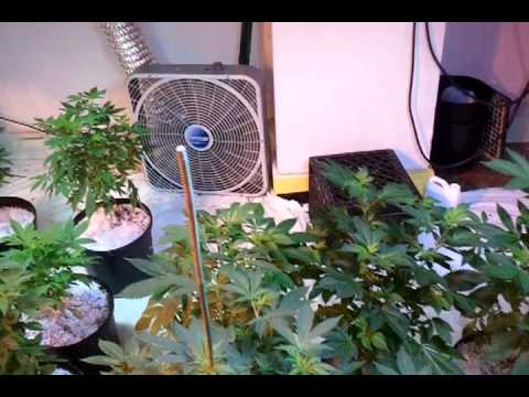 Grow room Nirvana seeds