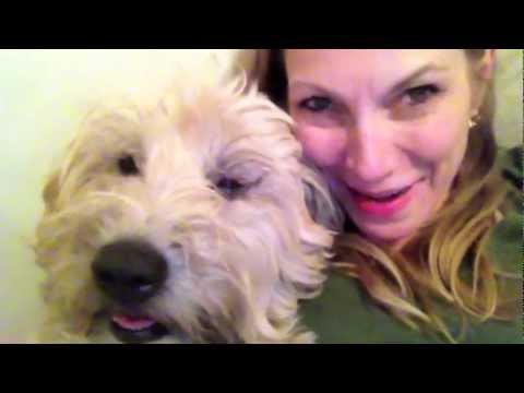 Wheaten Terrier & King Charles Spaniel at Play Abby & Sperling - Cheryl Shuman Video Diary