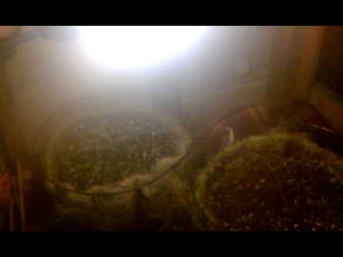 Marijuana Grow Room(unfinished)