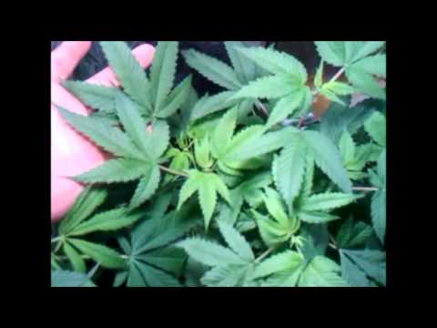 Last week of vegetation. CFL grow. Cannabis, radish's, cucumbers & cayenne peppers