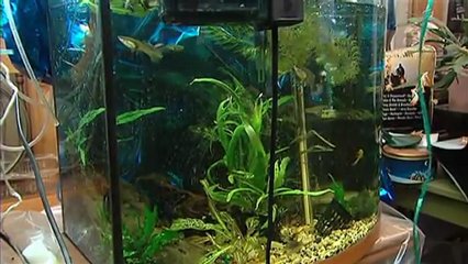 A B.C. man who raises tropical fish said his privacy was invaded when local enforcement agencies...