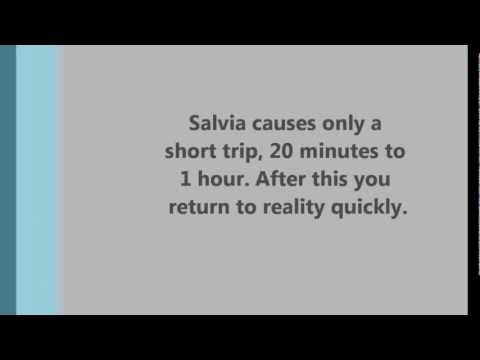 What Is Salvia Divinorum? Trip Effects? - Legal To Buy Salvia?