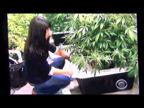 In the Wake of Marijuana Legalization (60 Minutes)