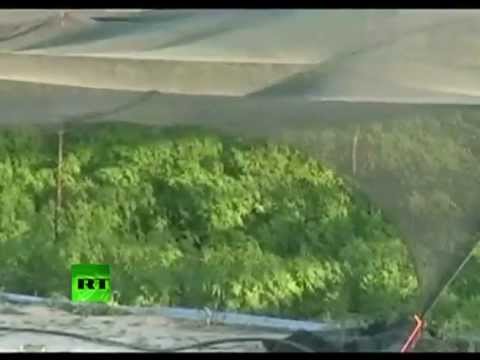 Marijuana la plus grande plantation illégale !