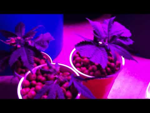 Colorado Chronicle -- Episode 63 -- A day later.... transplanting clones
