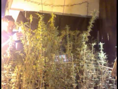 Johnny Cakes EP3 100% Organic: Havesting Sativa eatible Marijuana MMJ