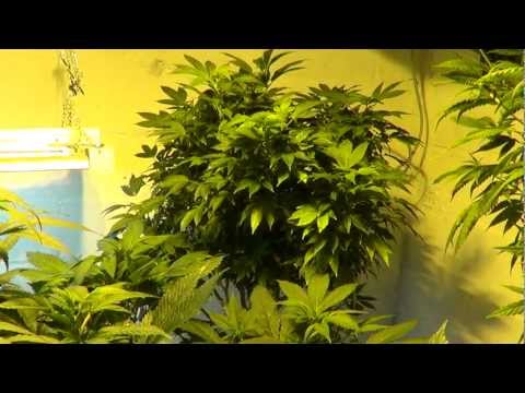 T5 veg room. Ladies get flipped in 2 days -Poop Juice in Use