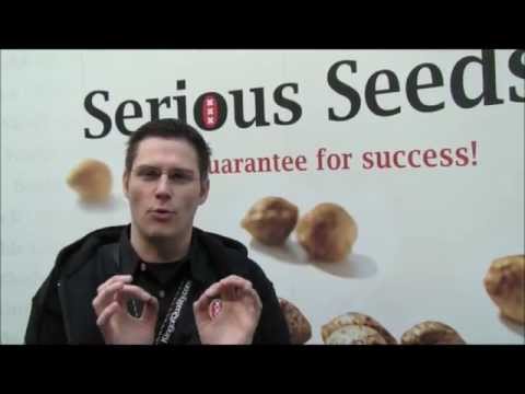Serious Seeds @ Cannabis Cup