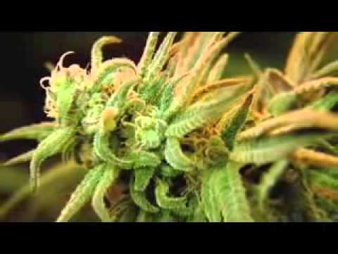 Dr. Lester Grinspoon on the usefulness of Cannabis Marijuana