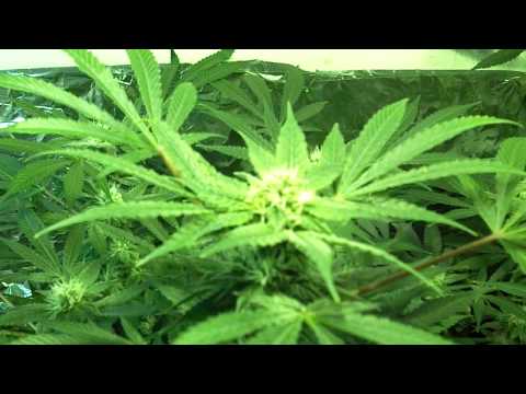week 5 flower (indoor medical marijuana)