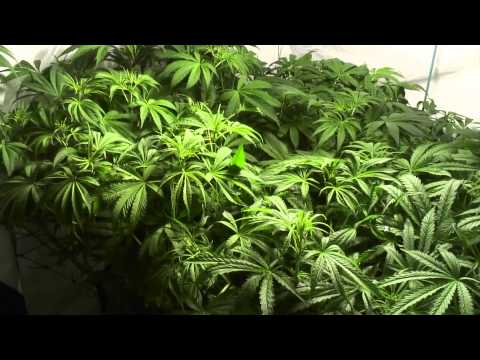 Grow Room Newbie - Flowering Day 8