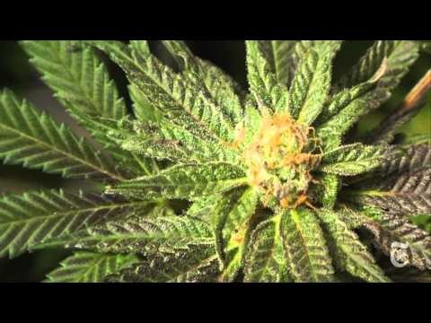 Medical Marijuana Grower Chris Williams Faces 80 Years in Prison - Rebecca Richman Cohen - NY Times