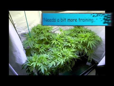 Grow Room Newbie Episode One