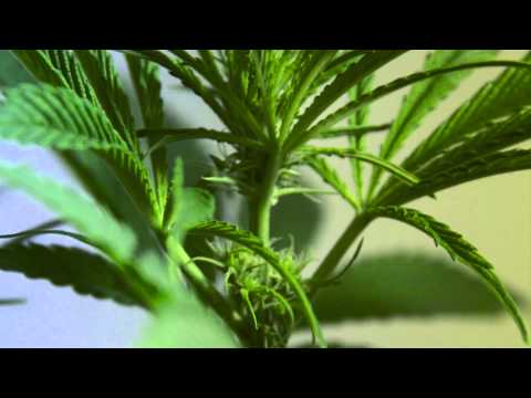 Grow Room Newbie - Flowering Day 16