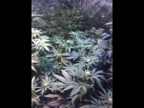 2200 Watt Grow Room!