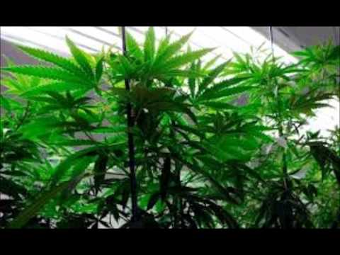 POT LEAGLIZED IN WASHINGTON TODAY (BREAKING)