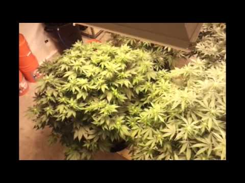 4K perpetual cannabis grow. Update #5
