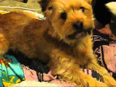 CUTE DOG EATS MARIJUANA LEAFS!!