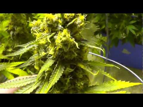 SOUR D DAY 52 TEST DUMMIES FINAL SHOTS