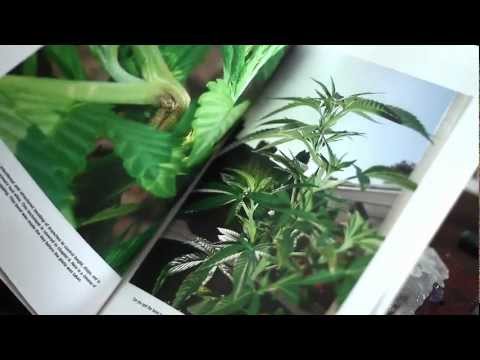 Organic Marijuana, Soma Style | Soma's Sacred Seeds