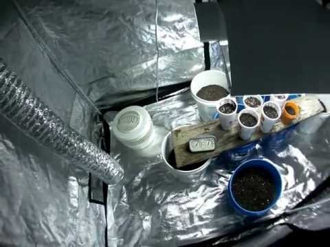 my grow room and fox farm nutes + bud candy