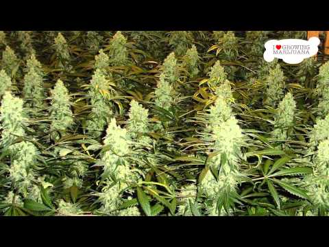 Marijuana Grow Journal - NLX - 3,8 lb Harvest