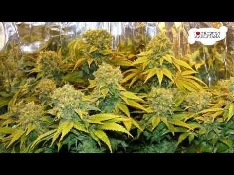 Marijuana Grow Journal - Mix - 20 oz Harvest