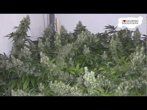 Marijuana Grow Journal - Killing Kush - 29 oz Harvest