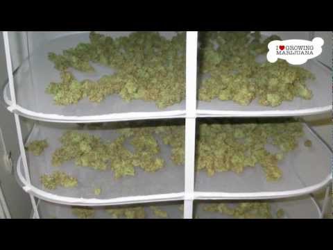 Marijuana Grow Journal - Amnesia - 4 Pound Harvest