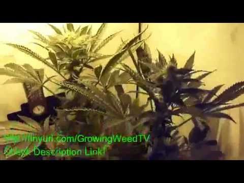 Medical Marijuana Grow HYDROPONCS DWC WEEK 6 FLOWER (December)