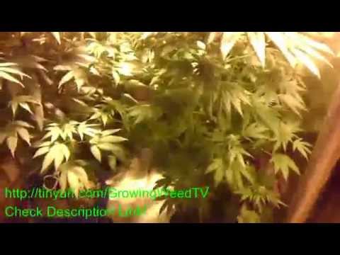Medical Marijuana Grow (How To)