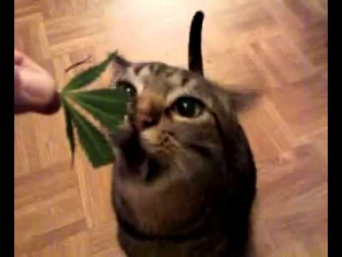 Cat eats Marijuana