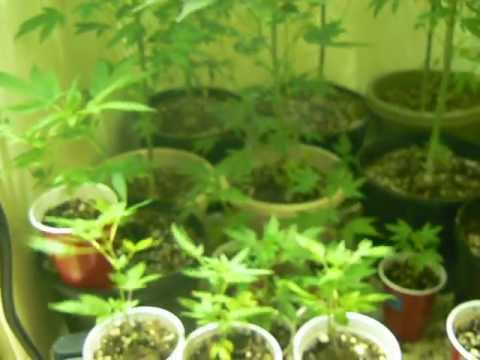 Pot-Based Industries presents Deen's DIY Fully Legal Marijuana Veg Room, Part 1
