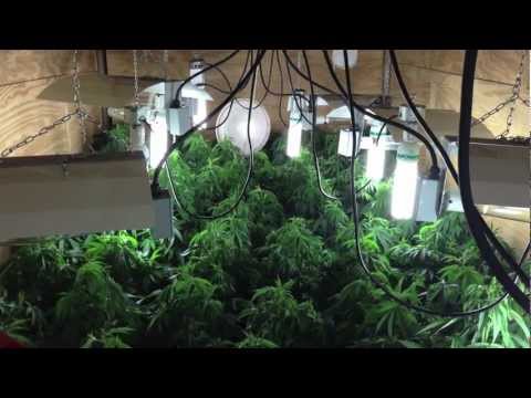 medical marijuana grow kush and nuken week 5 in veg 8000 watts and 8 cfl