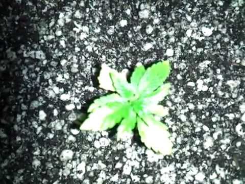 Og kush indoor marijuana grow (update 5)