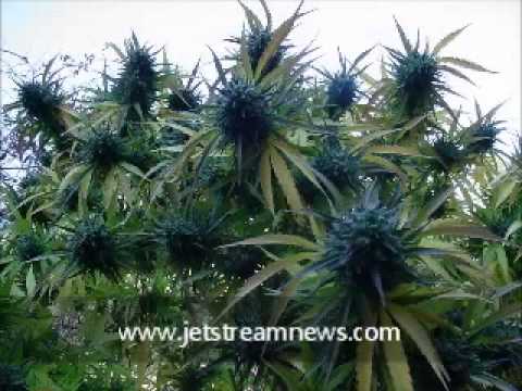Abiotic Oil & Marijuana - Sept 3 2012 - Coast to Coast AM