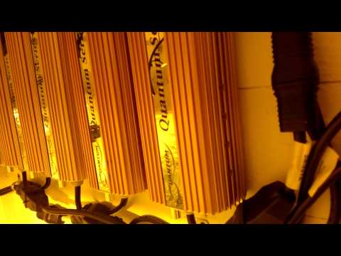 6000 Watt Multi Strain Flower Room