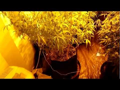 Organic Compost Tea Ingredients For My Medical Marijuana Plants